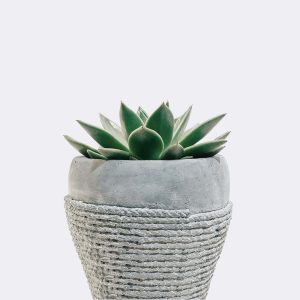 Store Green Soil Lotus