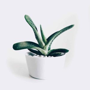 Store Boncellensis Secullant